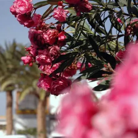 Appartement Cozy Bungalow Pool -Wifi & Parking Costa Del Silencio *
